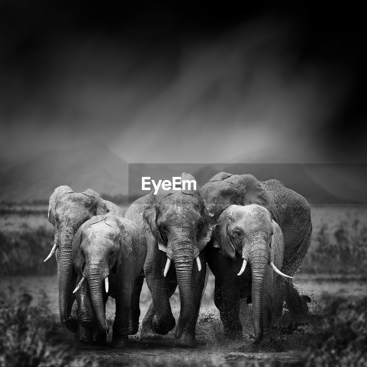 Dramatic black and white image of a elephant on black background