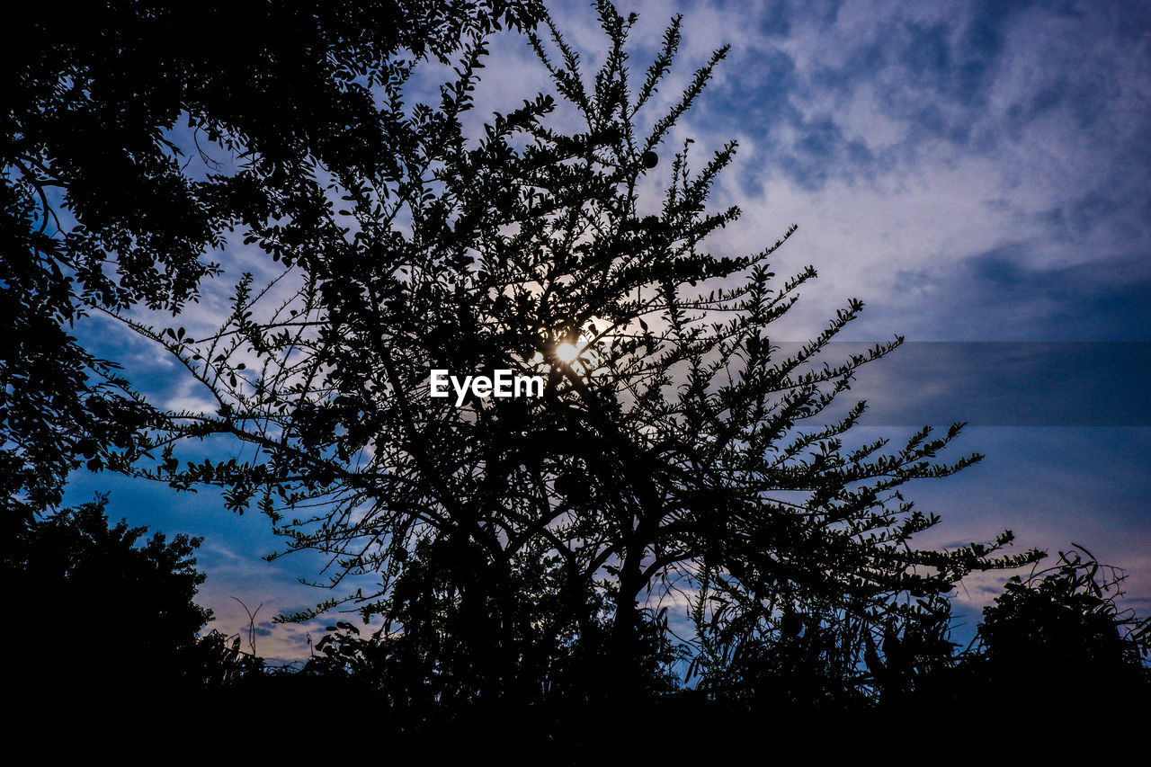 LOW ANGLE VIEW OF SILHOUETTE TREE AT SUNSET