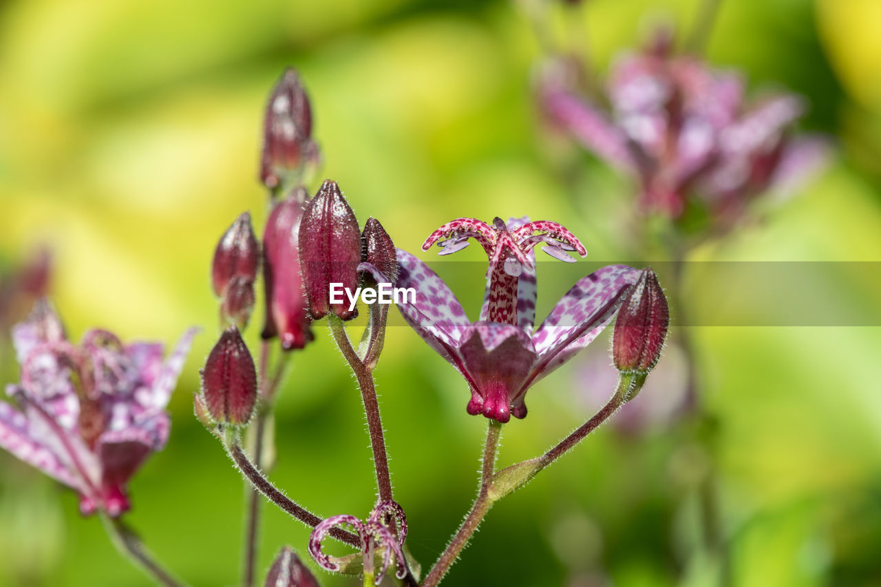 plant, flower, flowering plant, beauty in nature, nature, close-up, macro photography, focus on foreground, purple, freshness, wildflower, blossom, no people, growth, fragility, outdoors, leaf, pink, day, plant part, selective focus, animal wildlife, flower head, petal, animal, environment, animal themes, springtime, green, inflorescence, botany