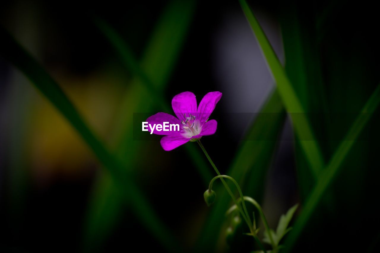 Close-up of pink flower in park