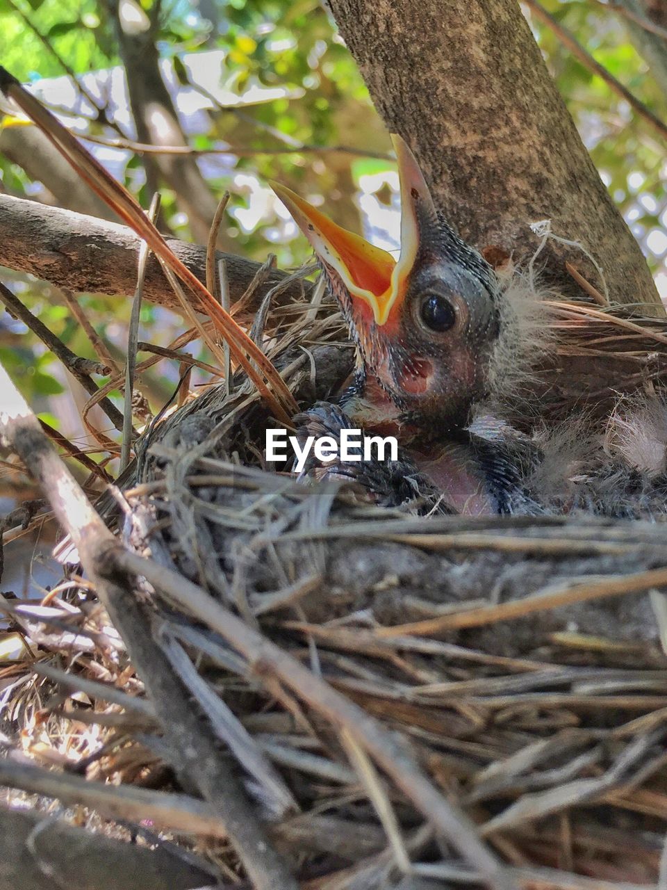 Close-up of young bird relaxing in nest on tree