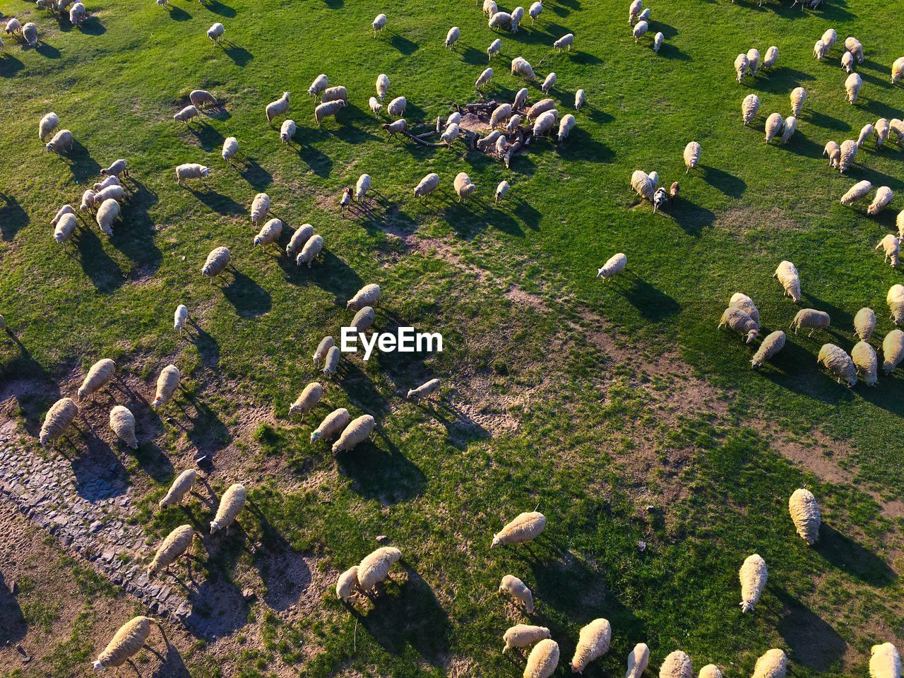 High angle view of sheeps on land