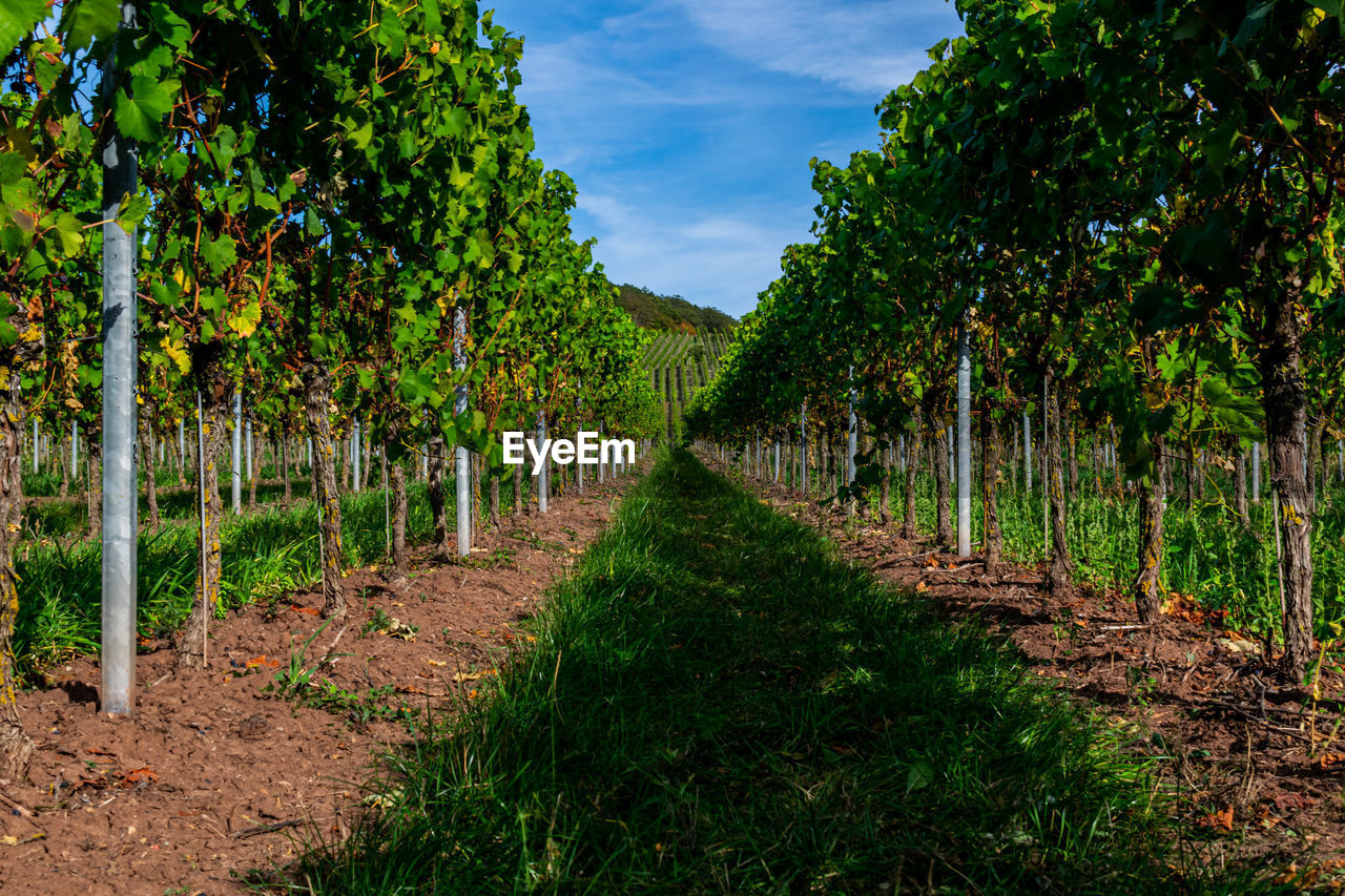 View of vineyard against sky