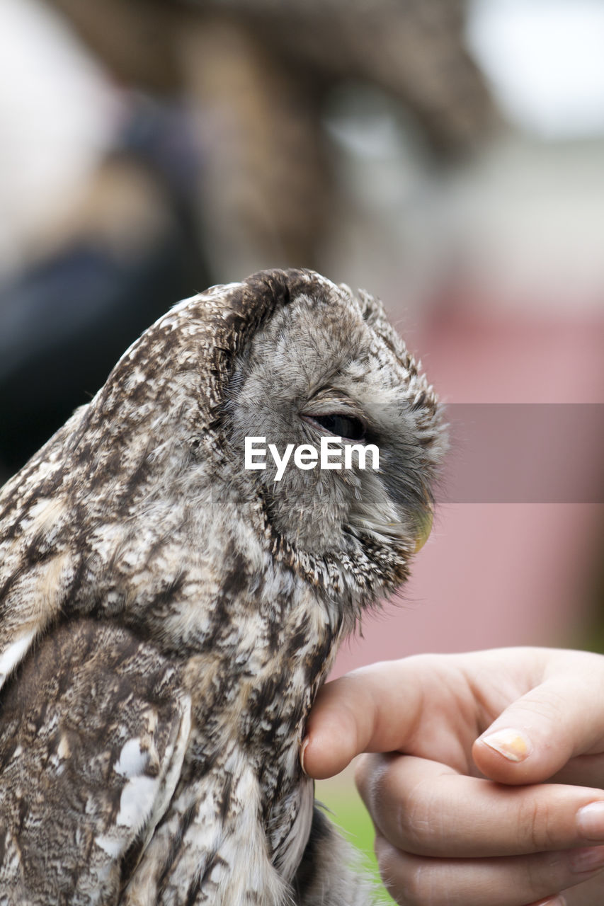 Cropped hand on person touching owl