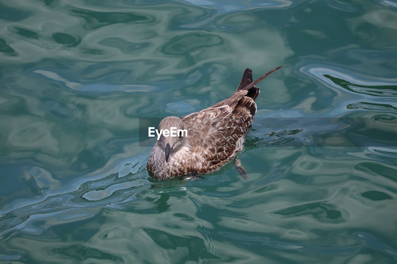 High angle view of bird swimming in water