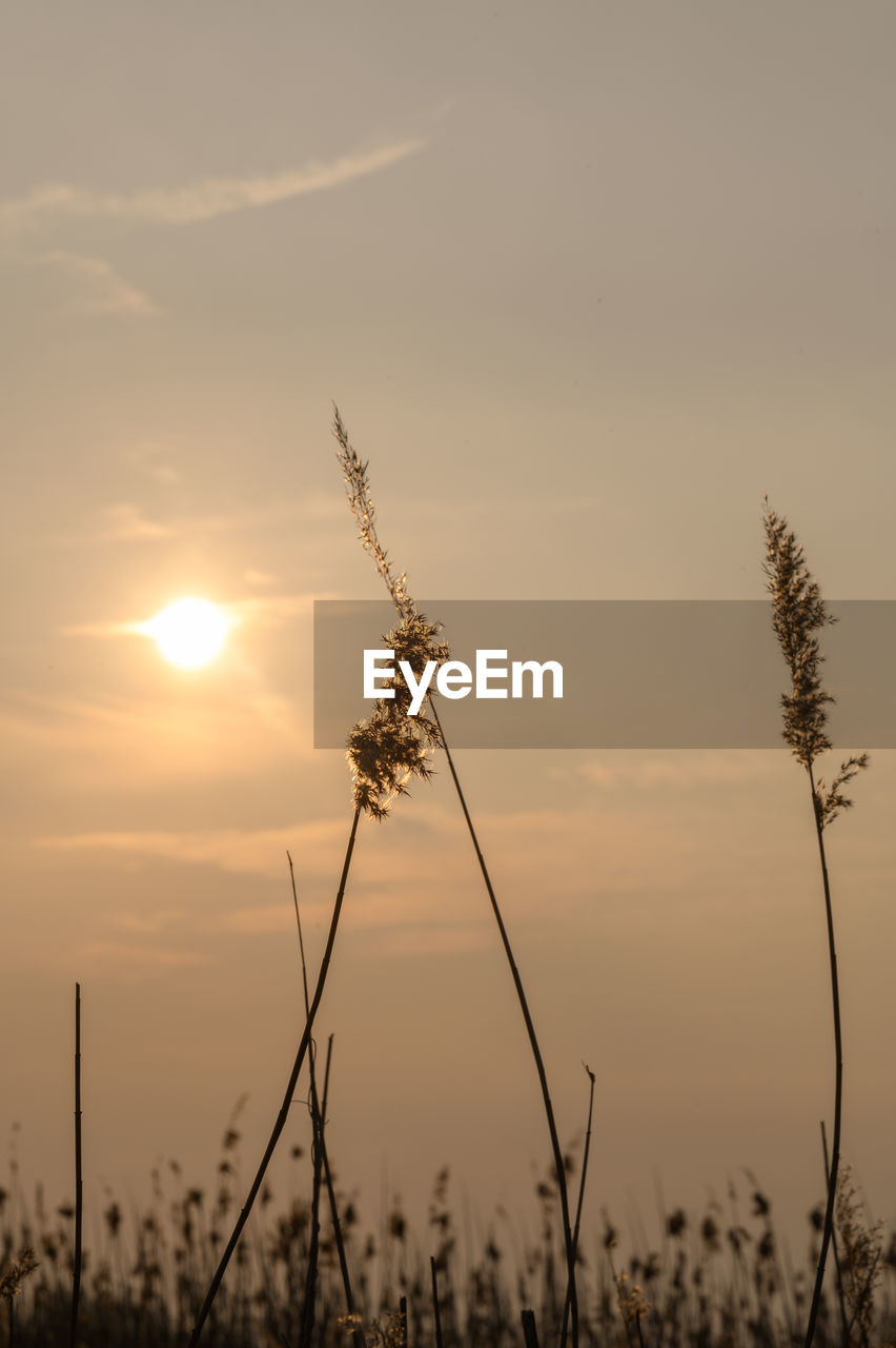 SILHOUETTE OF STALKS AGAINST SKY AT SUNSET