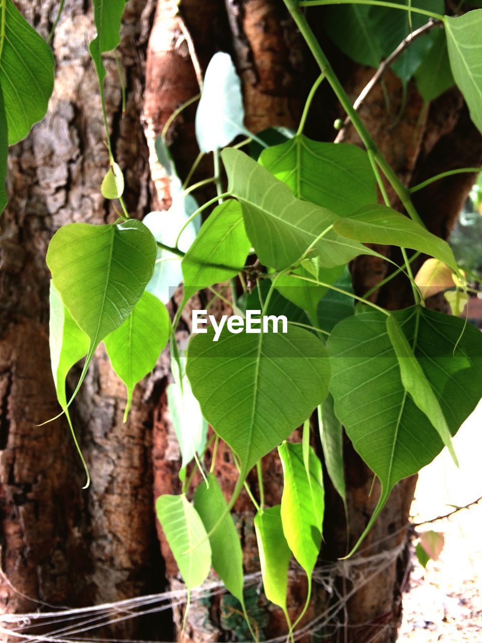 CLOSE-UP OF FRESH GREEN LEAVES