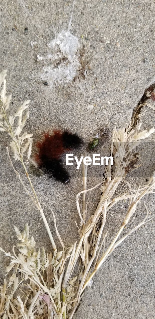 HIGH ANGLE VIEW OF INSECT ON LAND