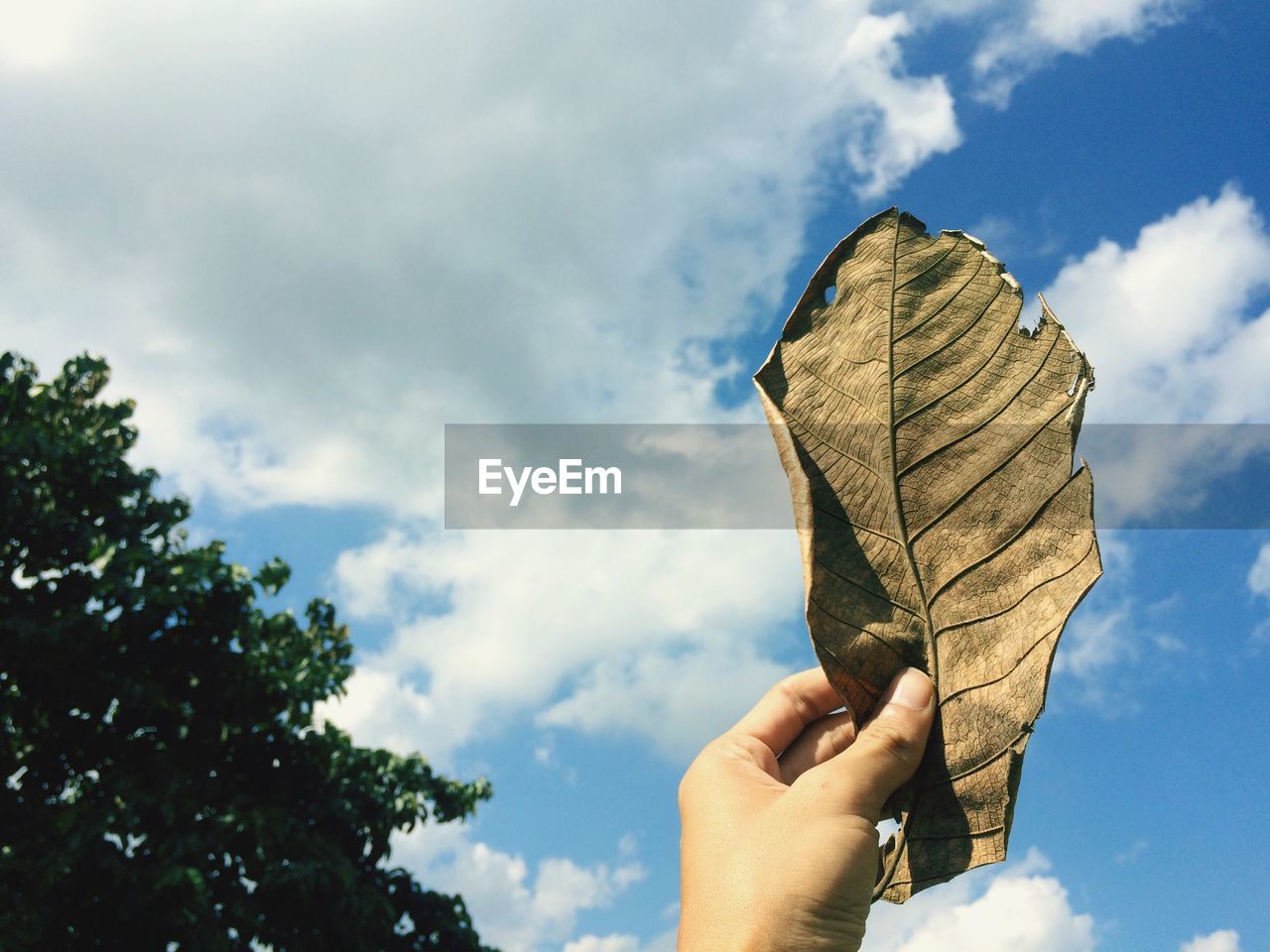 CLOSE-UP OF A HAND HOLDING TREE AGAINST SKY