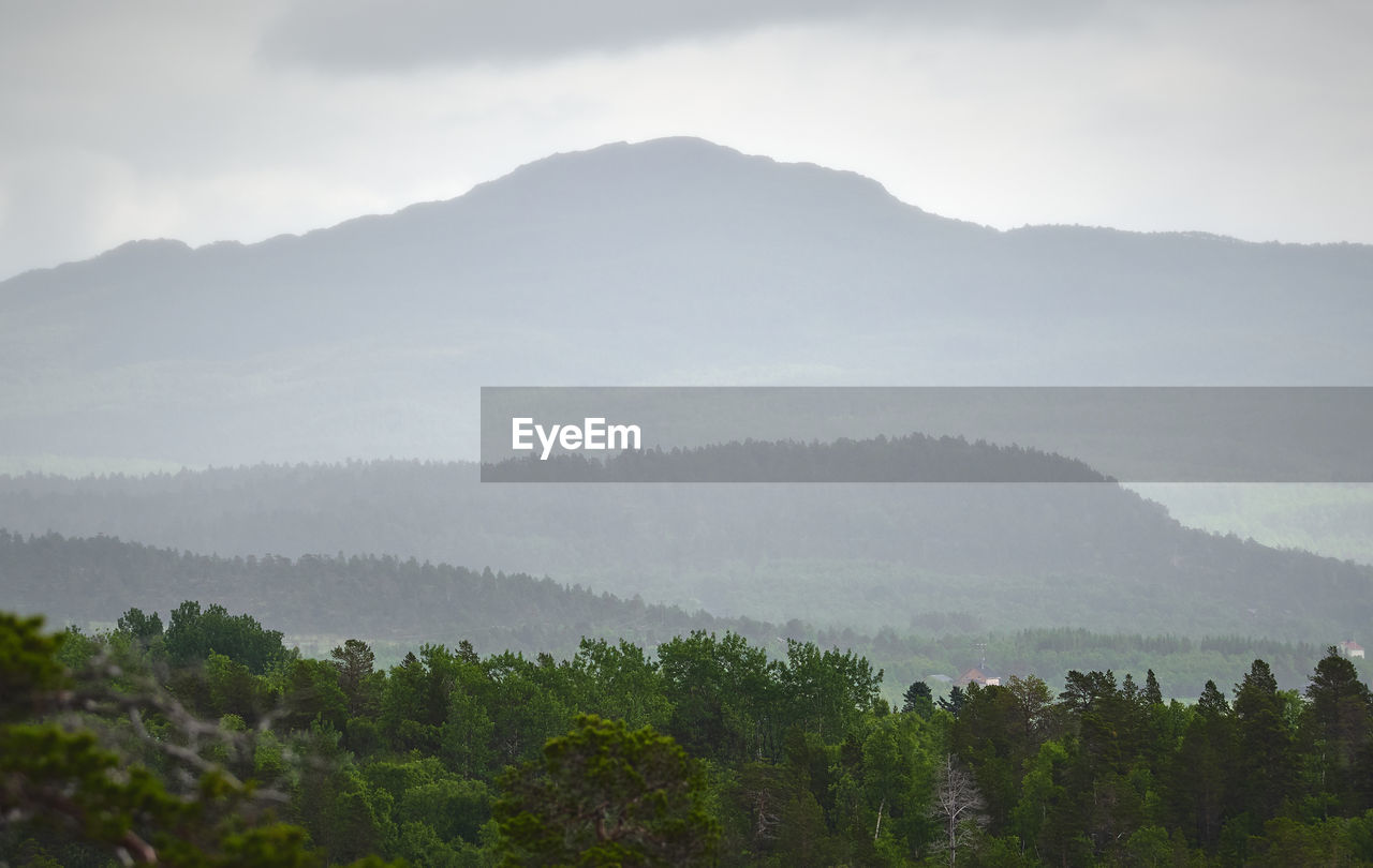 SCENIC VIEW OF TREES AGAINST SKY