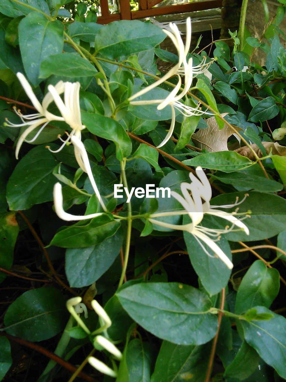 CLOSE-UP OF GREEN PLANT