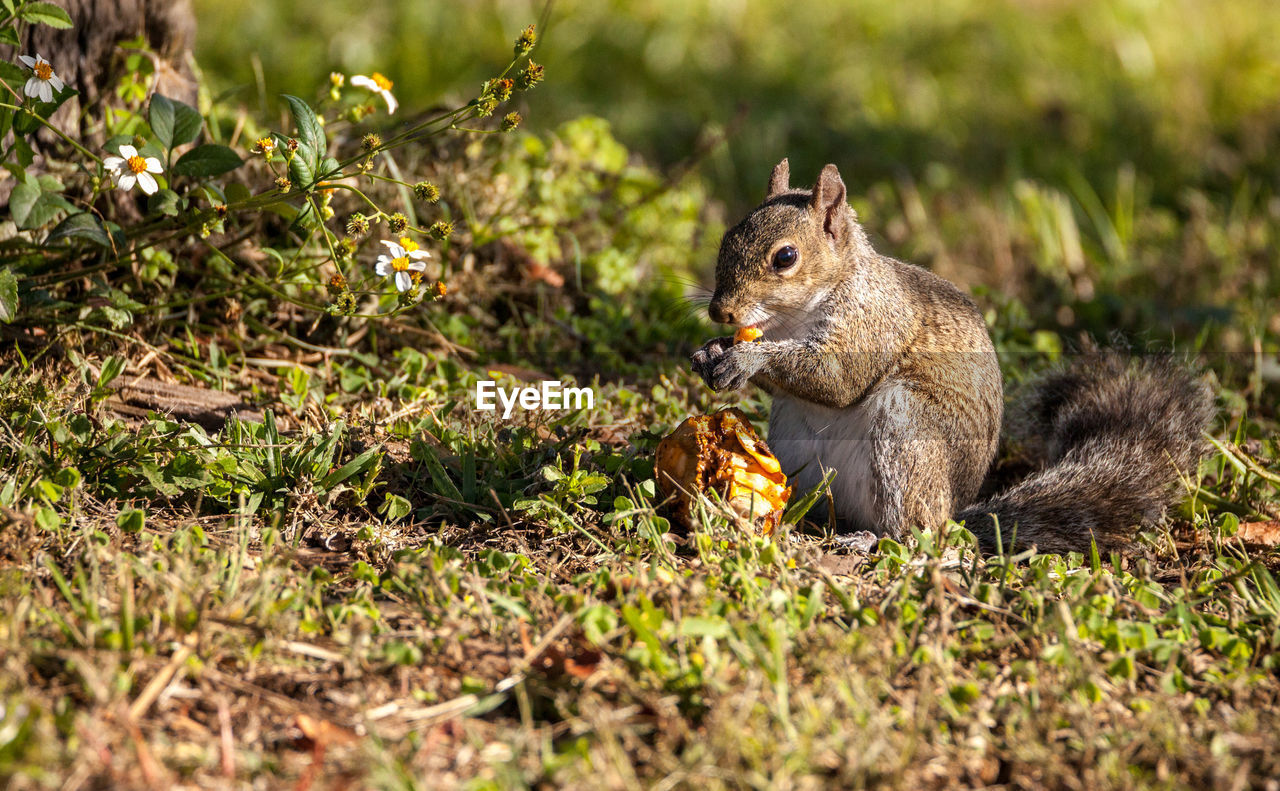 Squirrel eating food on field