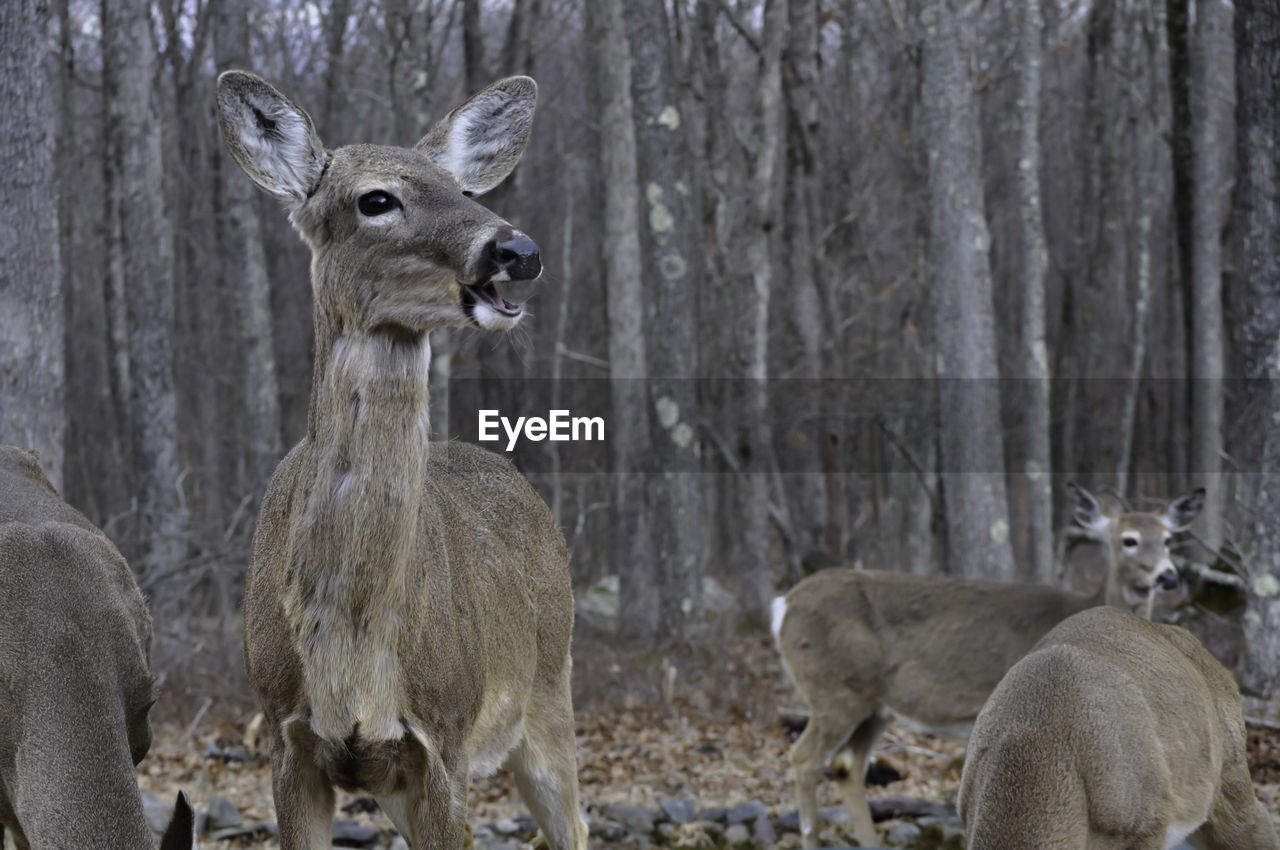 Whitetail deer visiting my backyard in pennsylvania