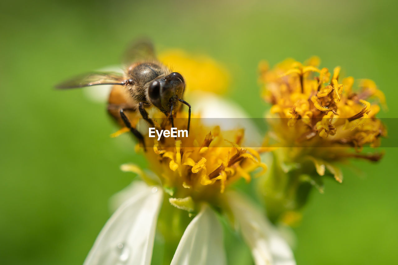 Close-up of bee pollinating on yellow flower