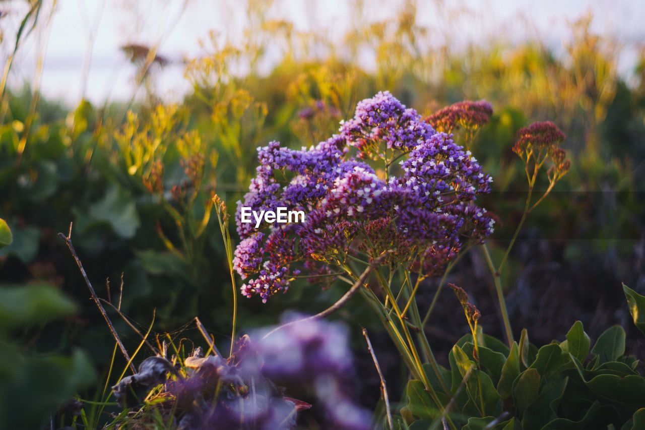 Close-up of purple flowers blooming on field