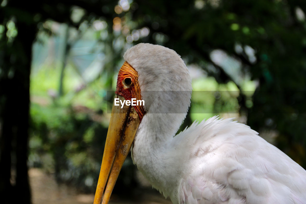 Flamingo lookalike bird carefully staring at camera