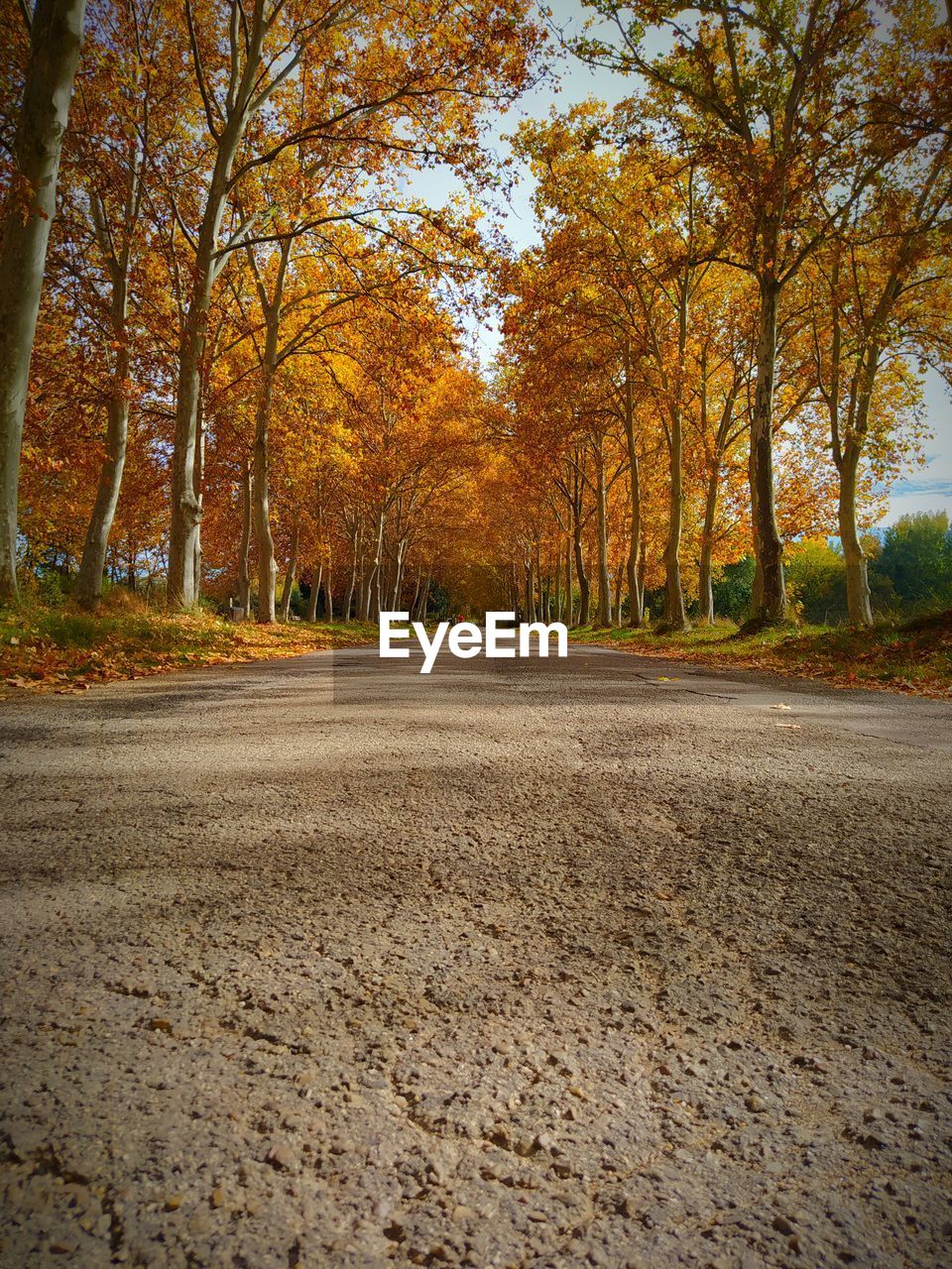 ROAD BY TREES DURING AUTUMN