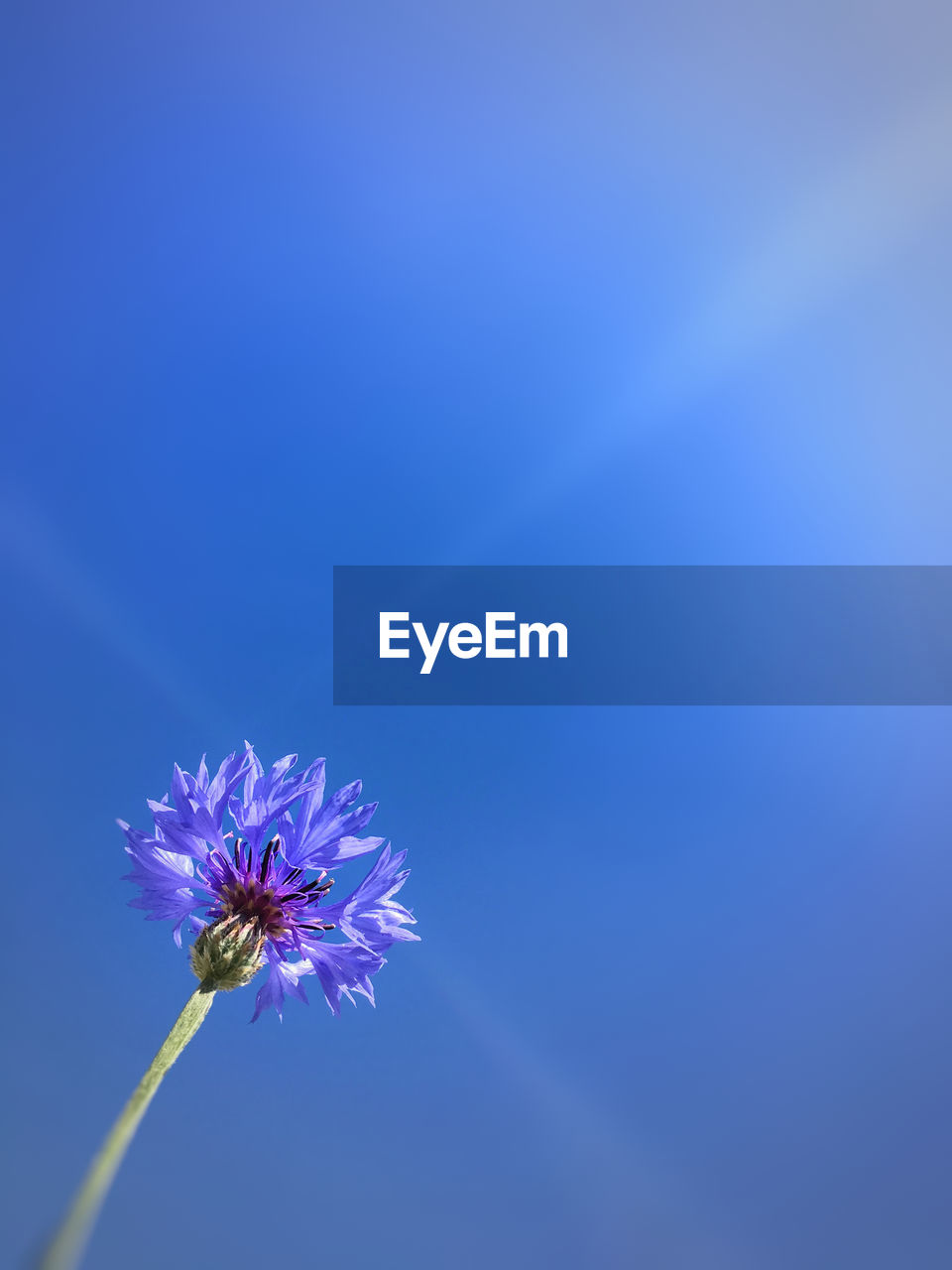 Close-up of purple flower against blue sky