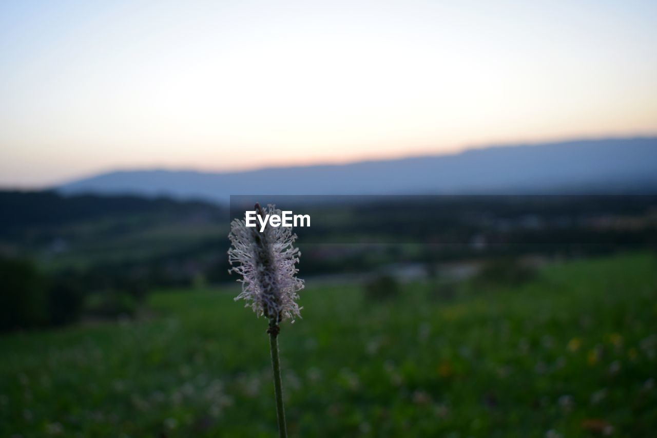 CLOSE-UP OF FLOWER GROWING ON FIELD