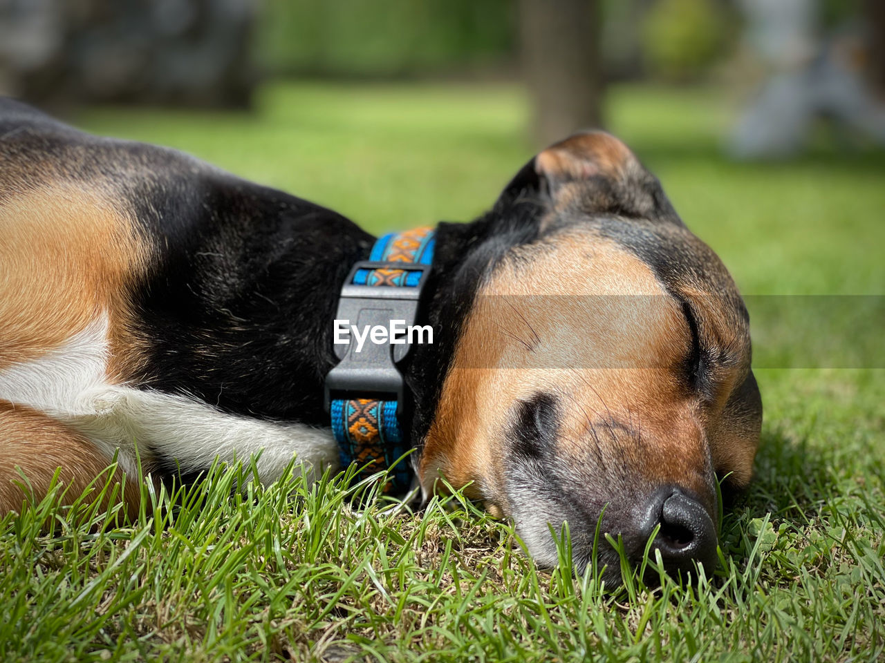 VIEW OF DOG SLEEPING ON GRASS