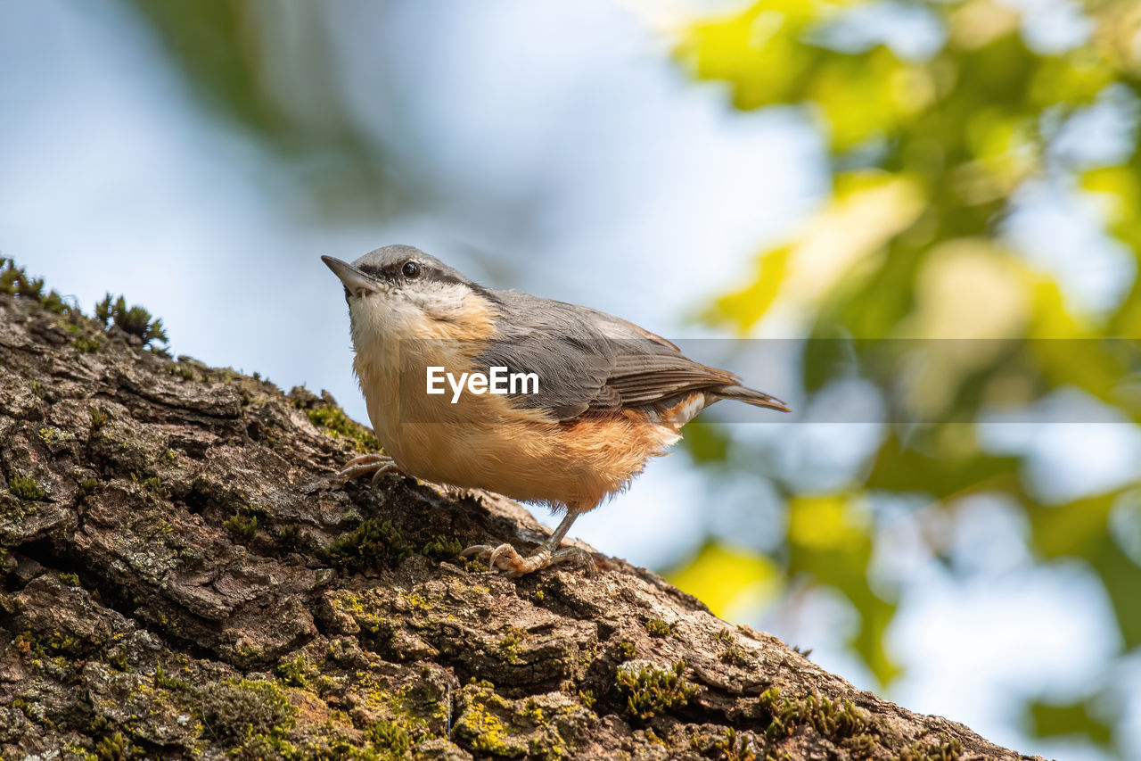 CLOSE-UP OF BIRD PERCHING ON ROCK AGAINST BLURRED BACKGROUND