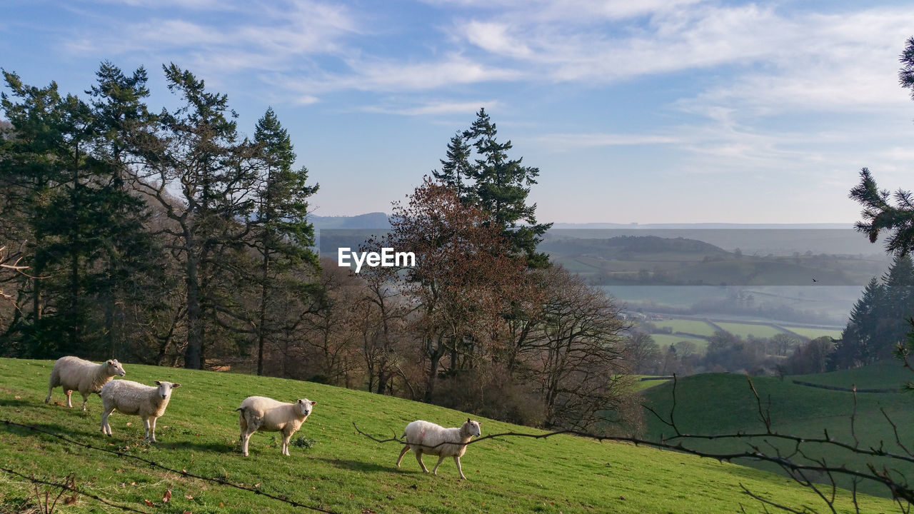 SHEEP GRAZING IN FIELD