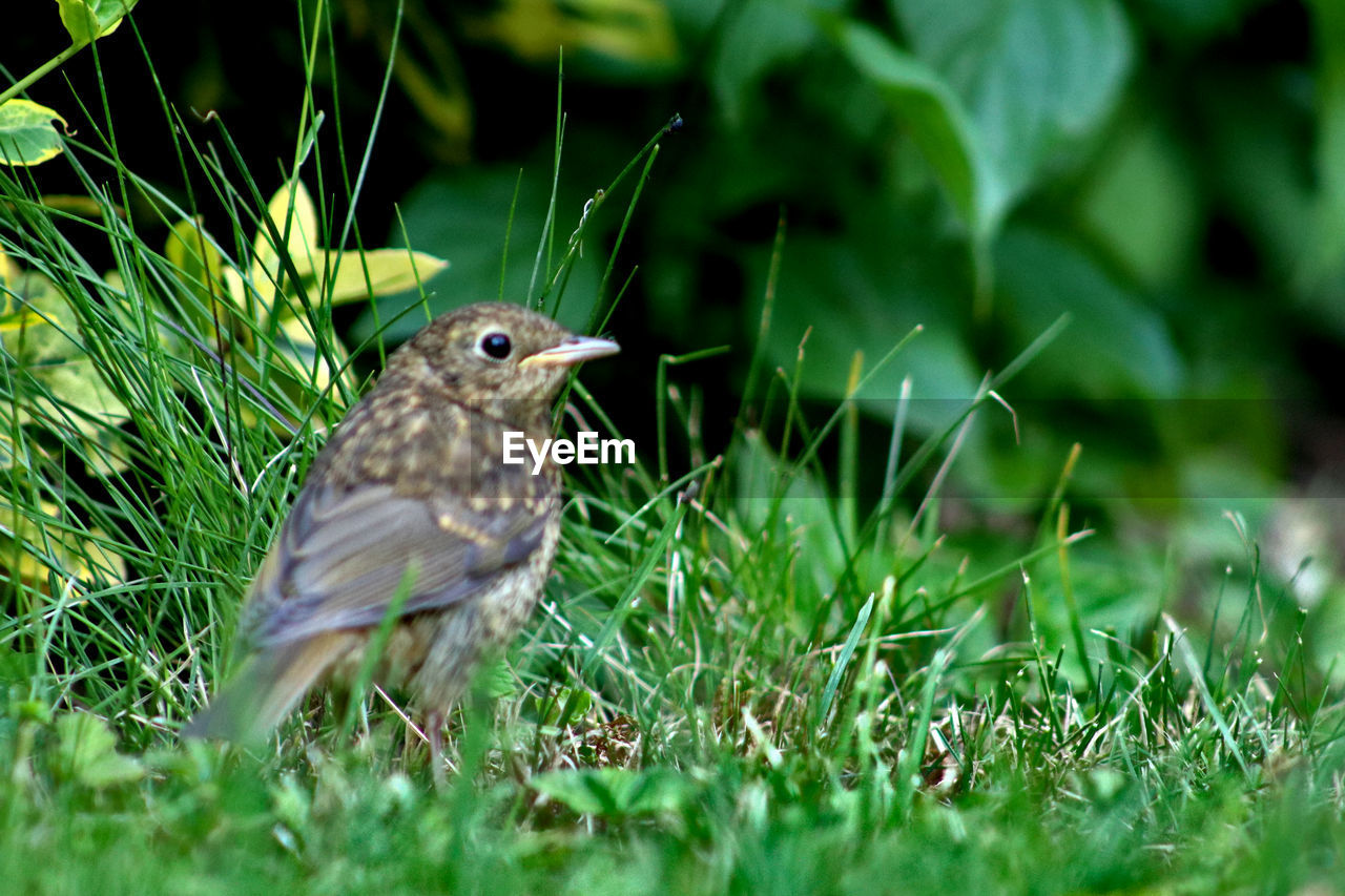 CLOSE-UP OF BIRD ON GRASS