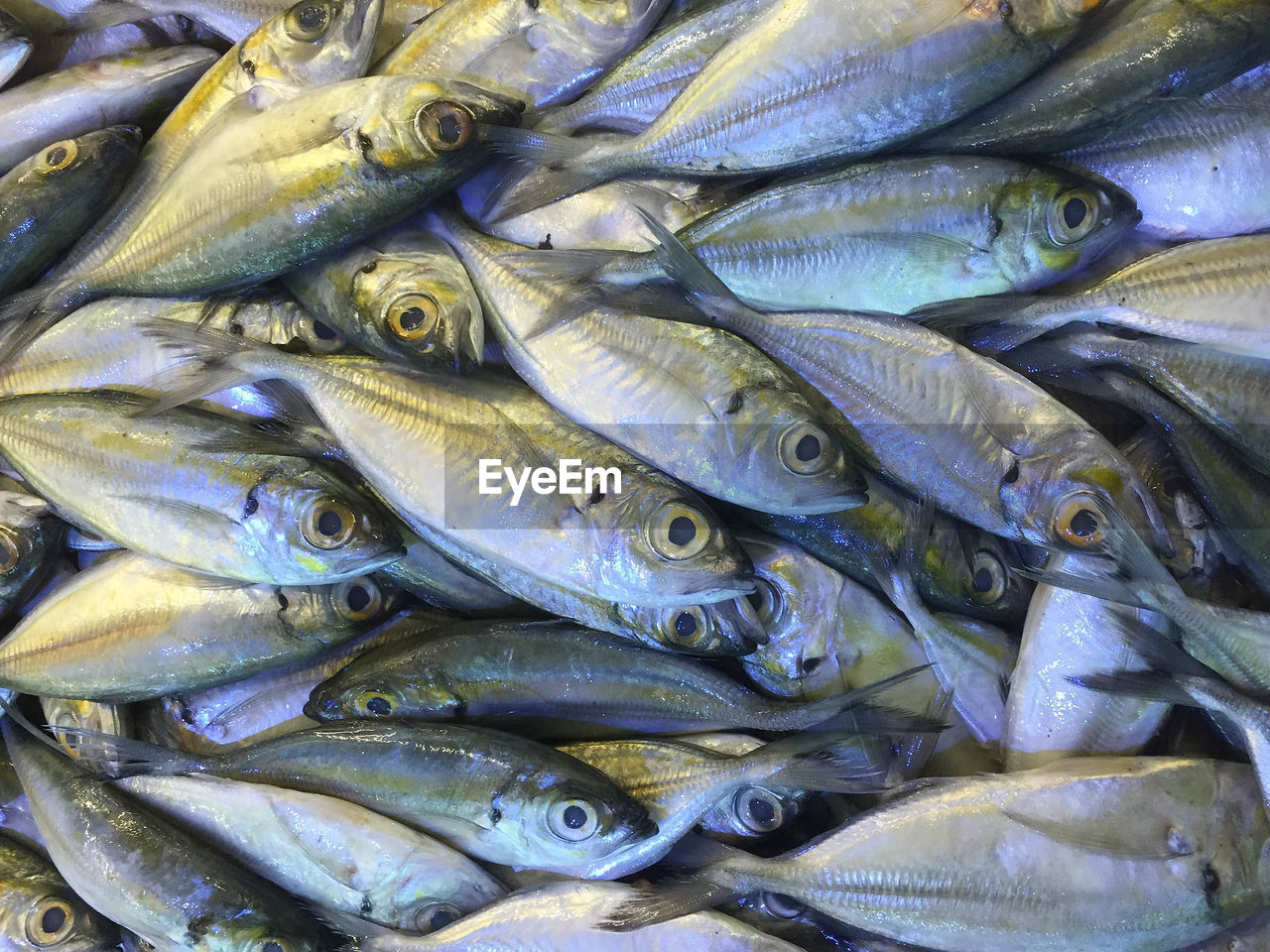 Full frame shot of fish for sale