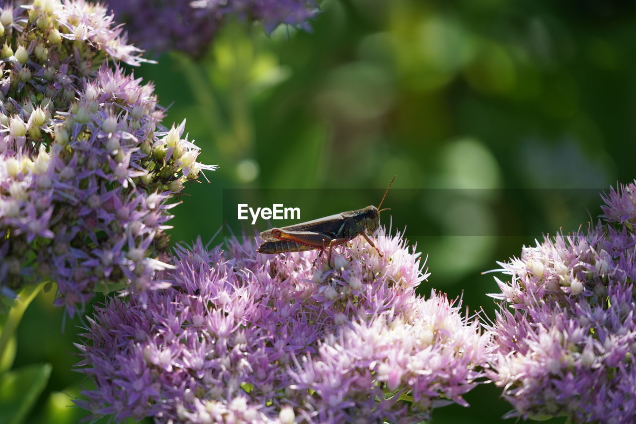 Close-up of grasshopper pollinating on purple flower