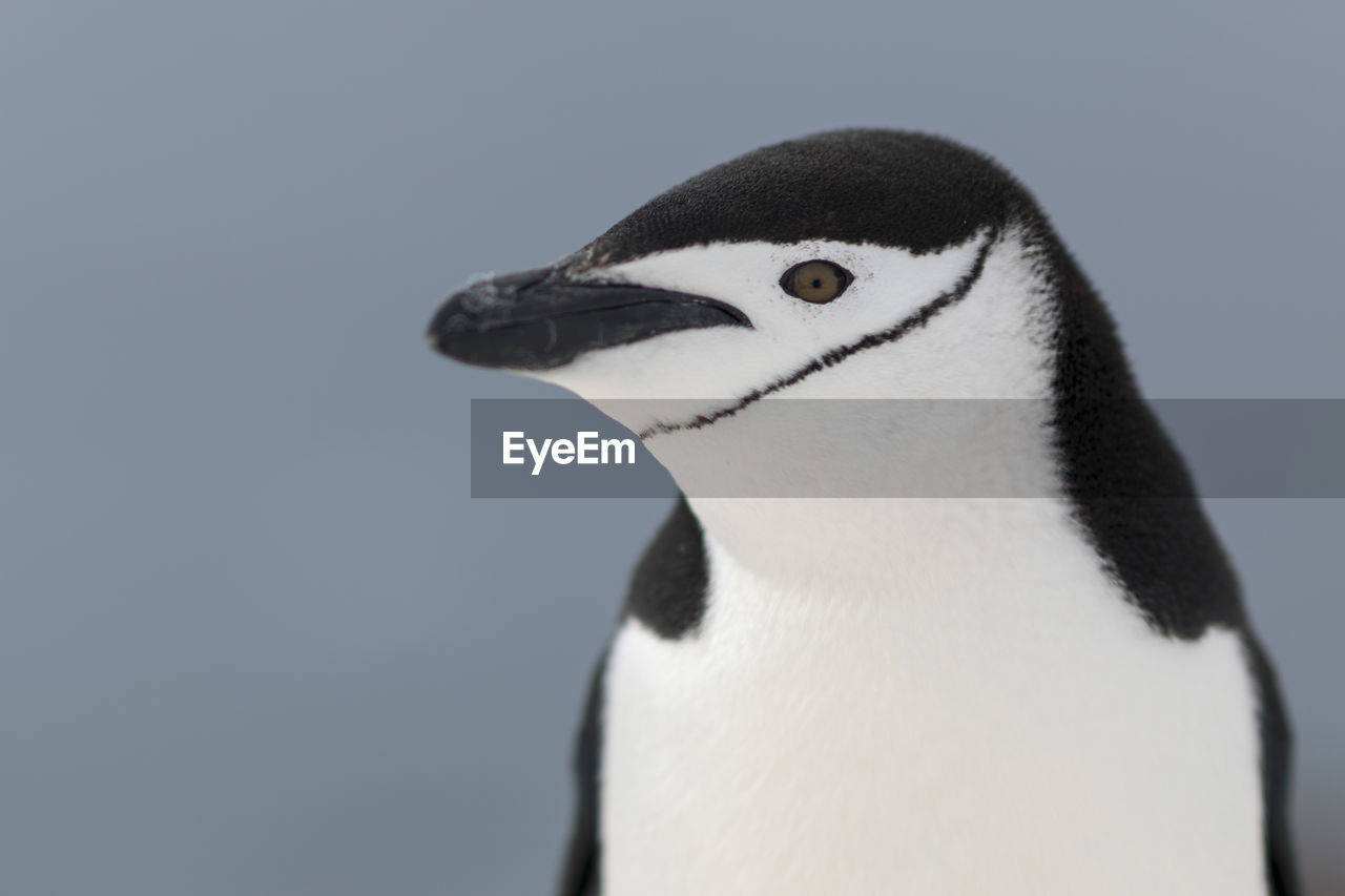 Close-up of penguin against clear sky