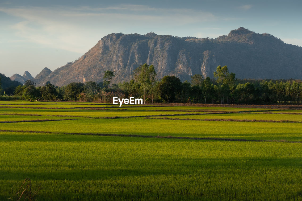 landscape, environment, land, plant, plain, grassland, scenics - nature, field, mountain, agriculture, nature, sky, rural scene, beauty in nature, tree, paddy field, meadow, pasture, grass, green, rural area, prairie, no people, mountain range, natural environment, crop, plateau, rice, tranquility, rice paddy, farm, outdoors, horizon, travel destinations, tranquil scene, food and drink, cloud, forest, travel, growth, food, flower, morning, non-urban scene, valley, social issues, rice - food staple, cereal plant