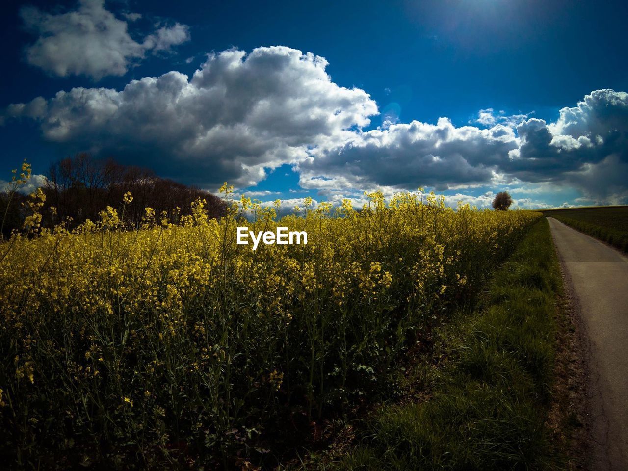 PLANTS GROWING ON FIELD AGAINST SKY