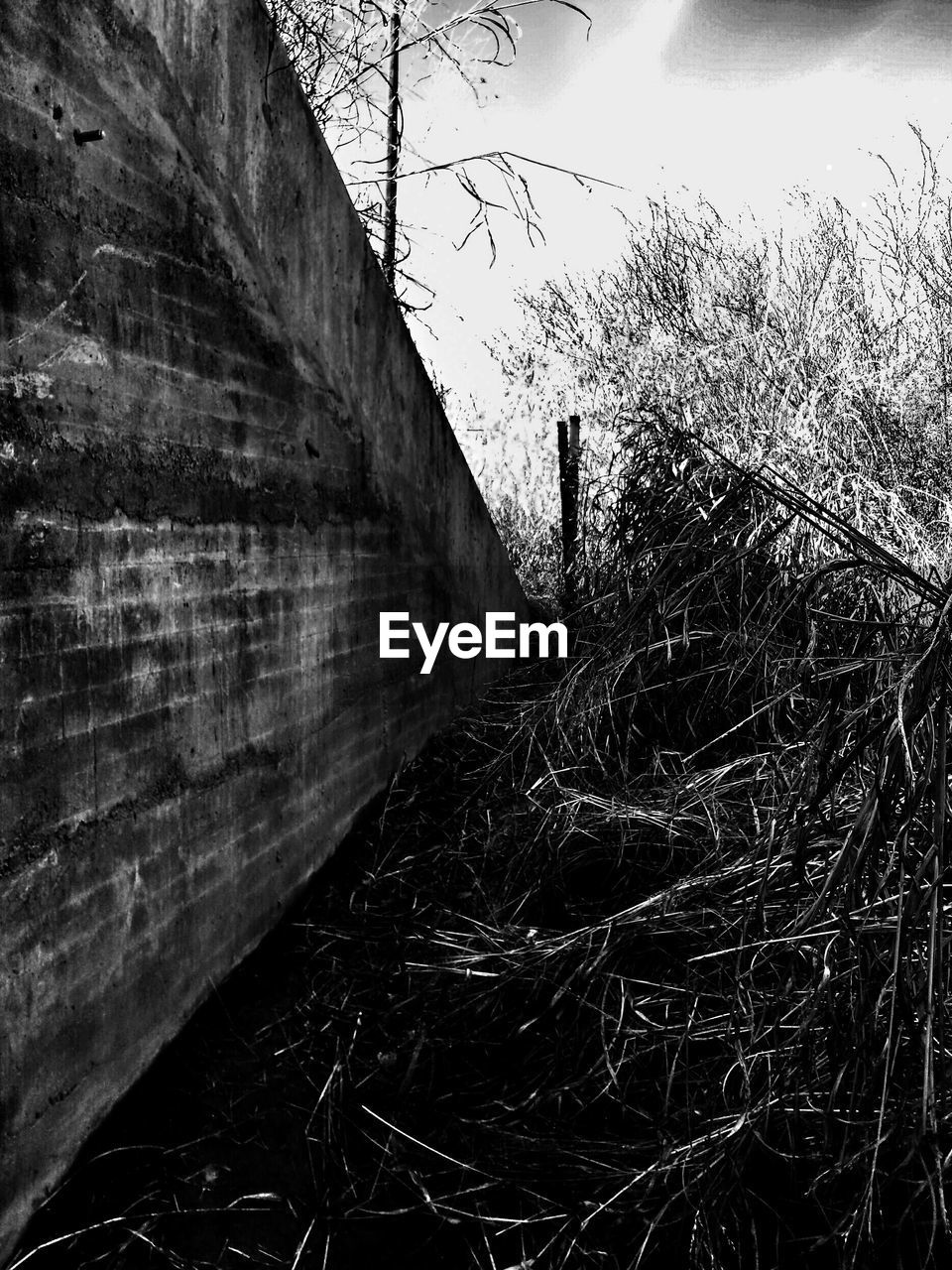 CLOSE-UP OF TREE AGAINST THE SKY