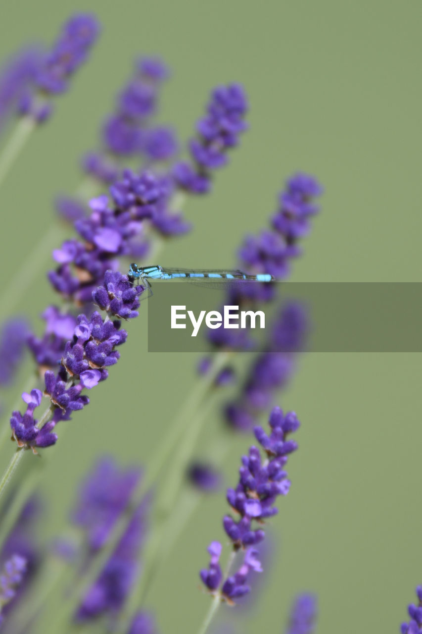 Close-up of purple flowers