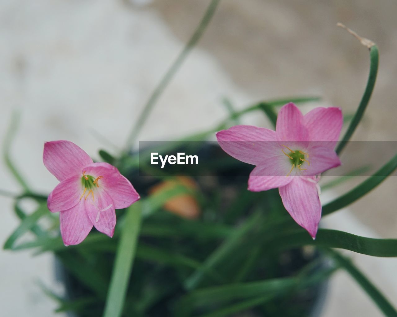 Close-up of pink flower blooming outdoors