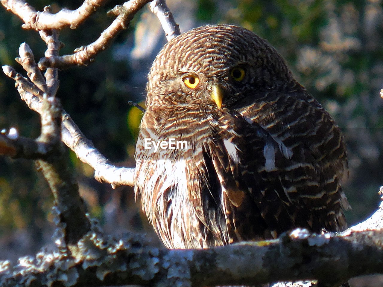 CLOSE-UP OF HAWK