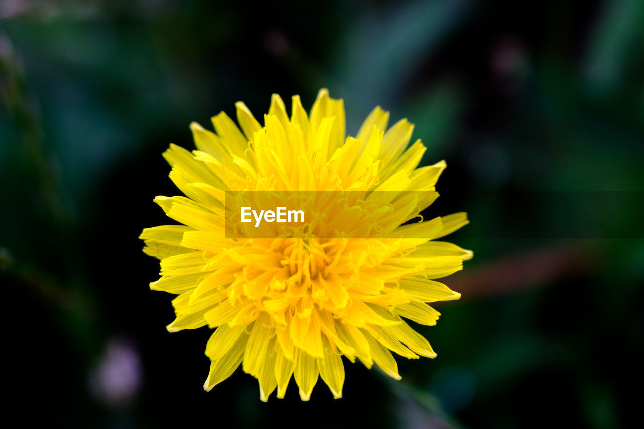 MACRO SHOT OF YELLOW FLOWER