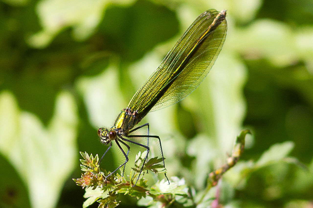 CLOSE-UP OF GRASSHOPPER