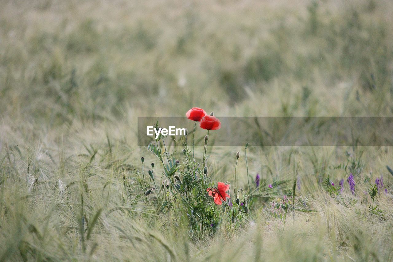 Close-up of red poppy flowers on field