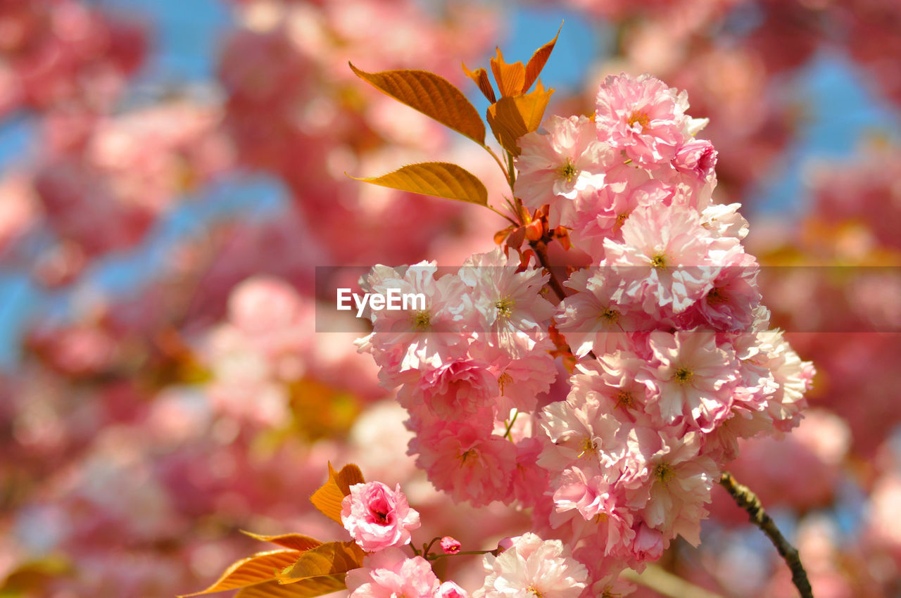 CLOSE-UP OF PINK CHERRY BLOSSOM OUTDOORS