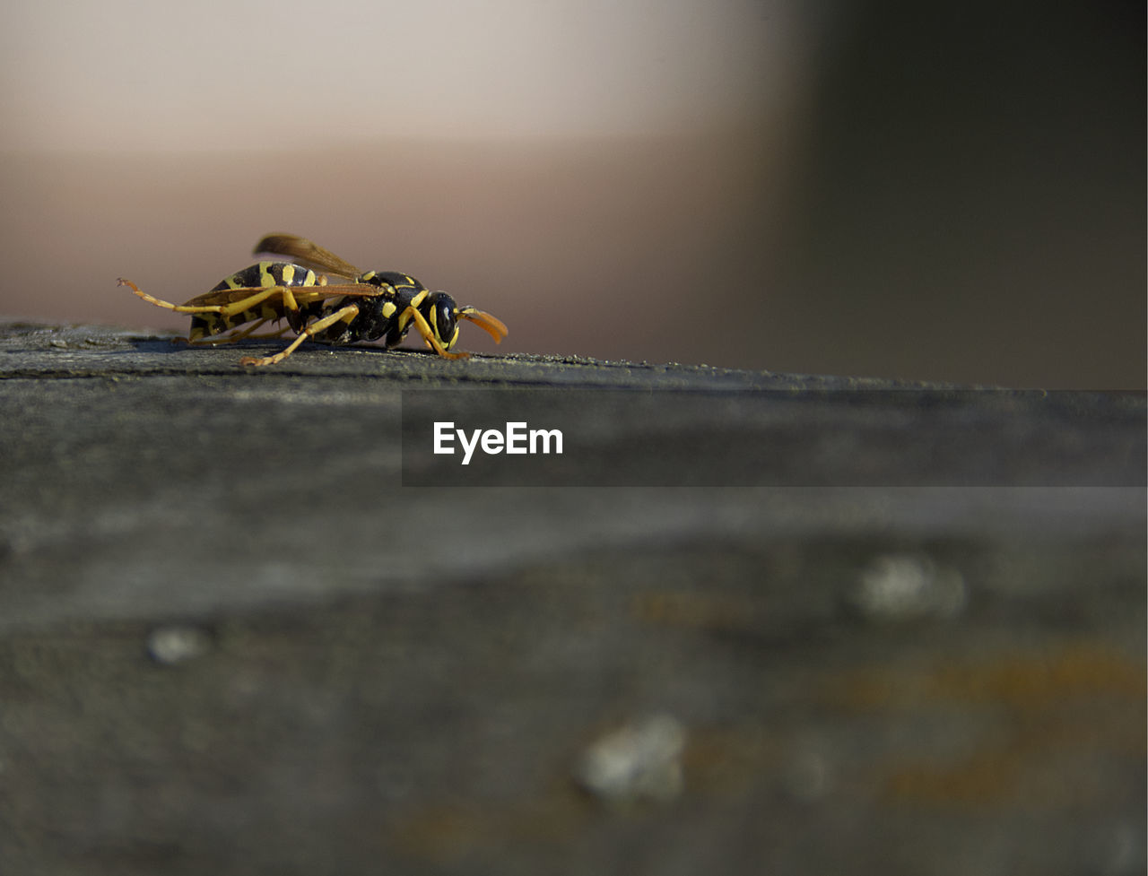 CLOSE-UP OF GRASSHOPPER ON WOOD