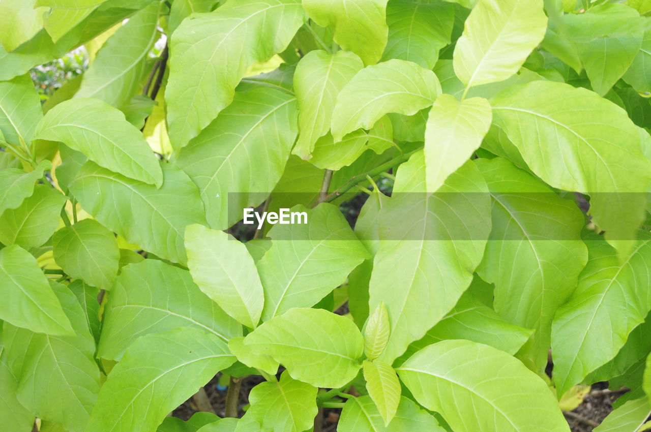 CLOSE-UP OF GREEN PLANT