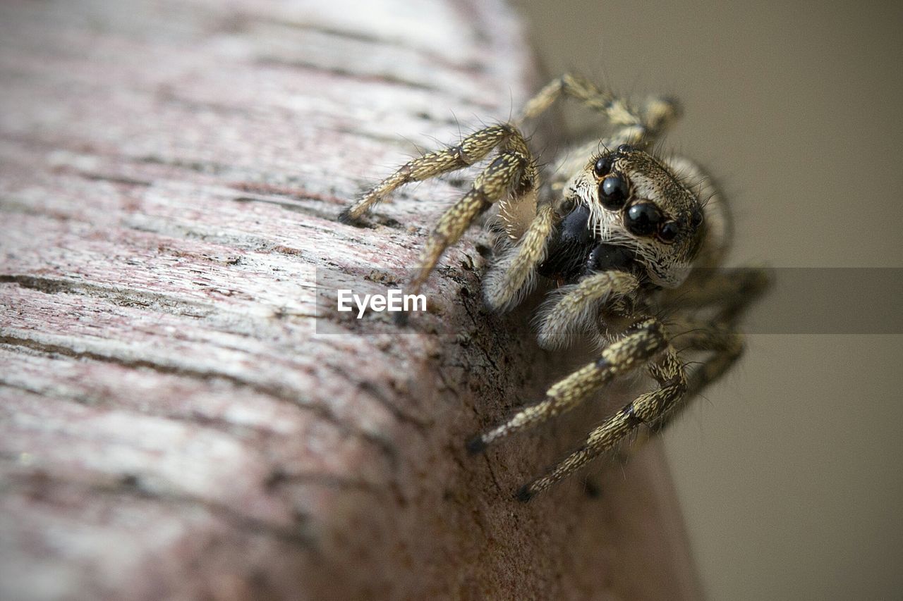 Close-up of spider on wall