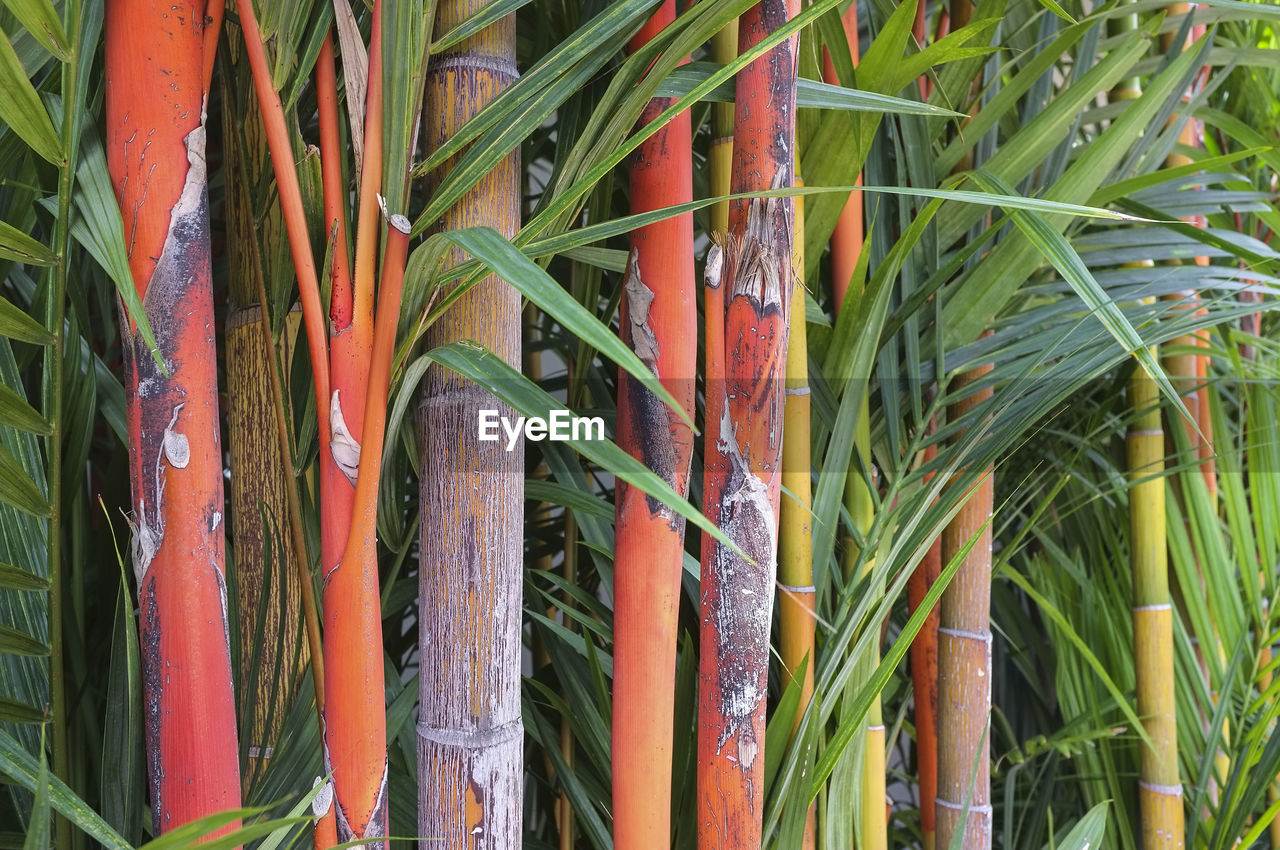 FULL FRAME OF BAMBOO PLANTS