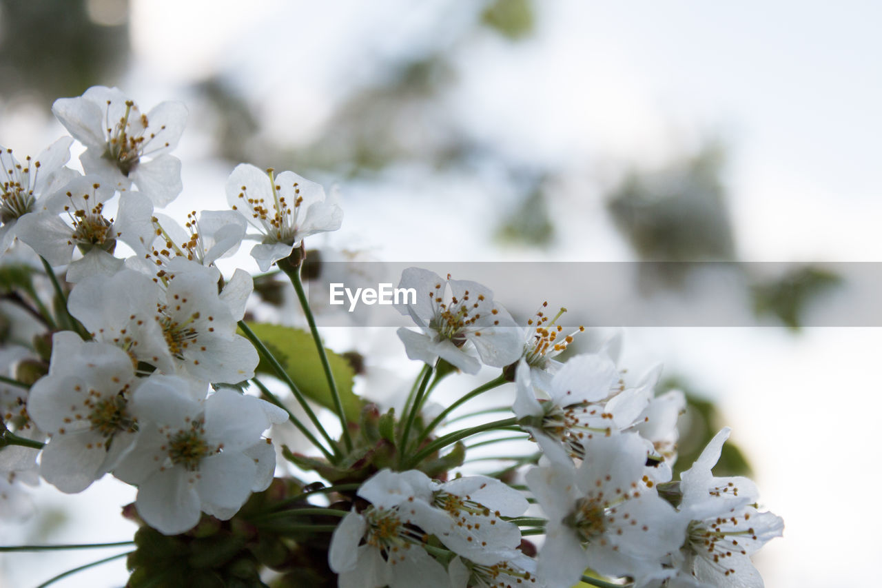 Close-up of white cherry blossom tree