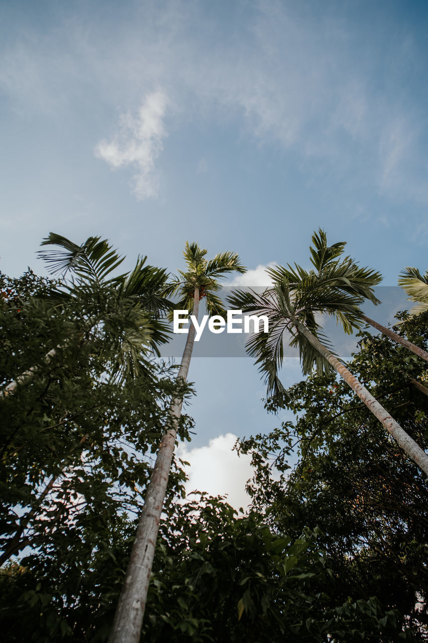 LOW ANGLE VIEW OF TREES AGAINST SKY