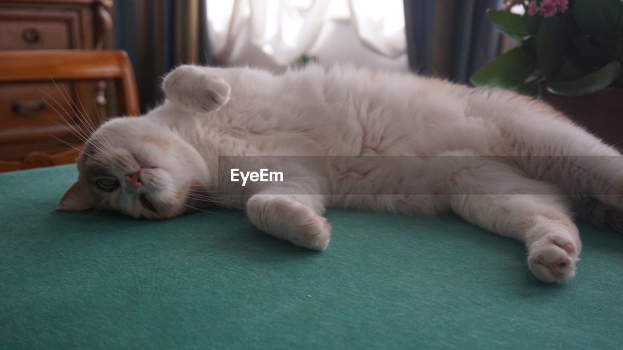 CLOSE-UP OF CAT LYING DOWN ON FLOOR