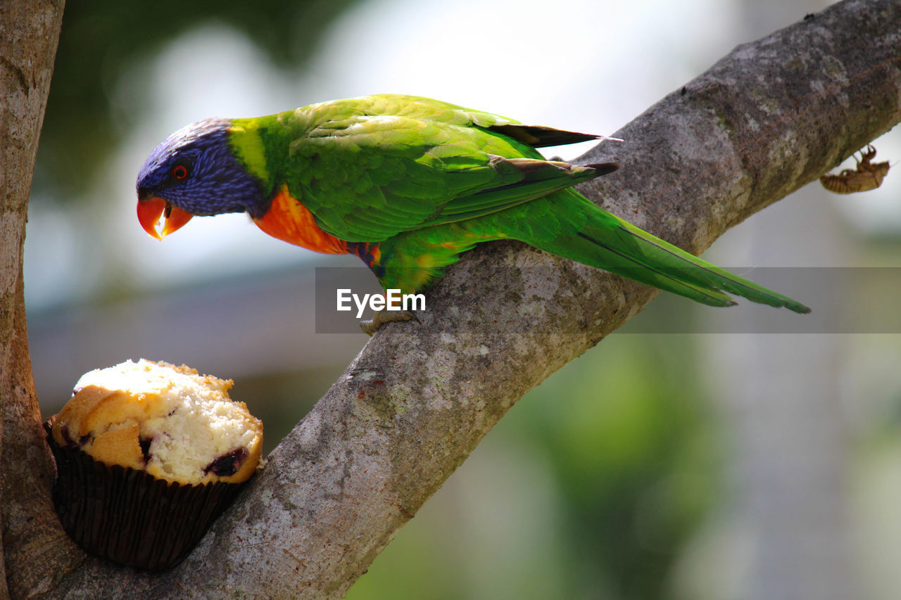 CLOSE-UP OF PARROT ON BRANCH