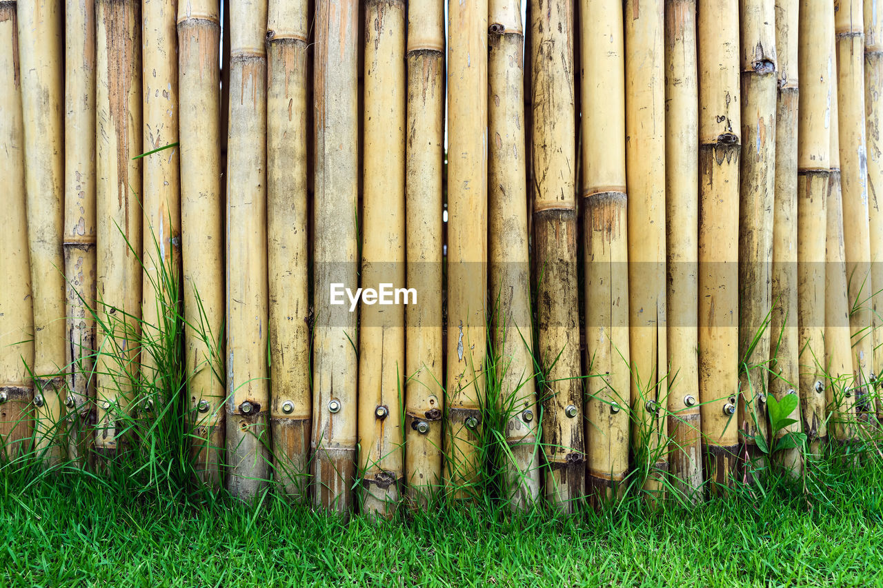 bamboo, grass, plant, day, fence, no people, wood, nature, green, outdoor structure, outdoors, lawn, growth, security, home fencing, protection, field, land, side by side, metal