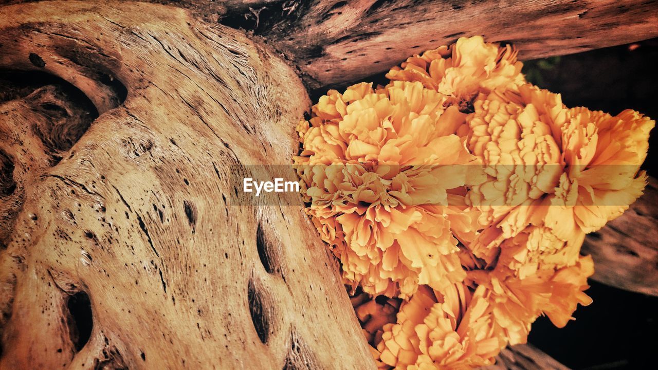 CLOSE-UP OF FLOWER GROWING ON TREE